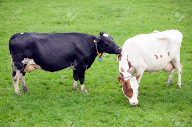 black cow licks neck of red and white cow in dutch meadow